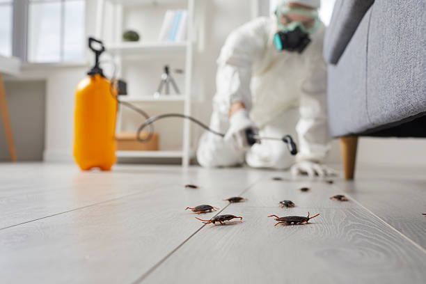 Post-Treatment Bed Bug Interceptor Monitoring in Hill City